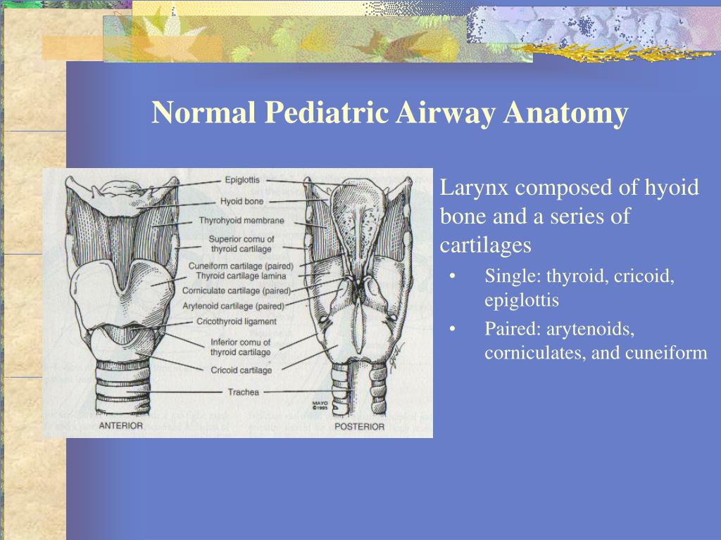 Ppt Basics Of Pediatric Airway Anatomy Physiology And Management 1f7