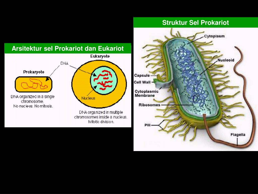 В клетках прокариот отсутствуют. Eukariot hujayra. Prokariotlar. Eukariot va Prokariotlar. Prokariot va eukariot hujayralar.