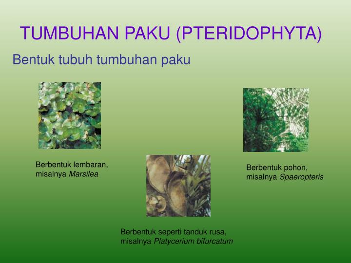 PPT DUNIA TUMBUHAN PowerPoint Presentation ID 3297561