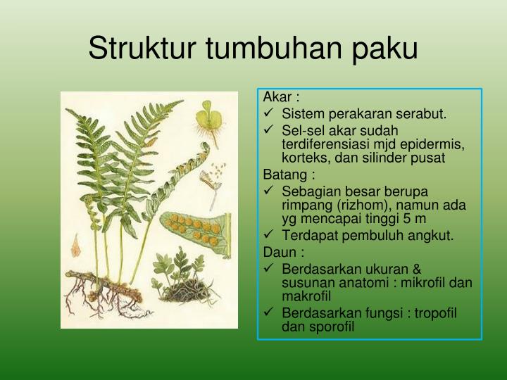 PPT DUNIA TUMBUHAN PowerPoint Presentation ID 3297561 PPT DUNIA TUMBUHAN PowerPoint Presentation ID 3297561