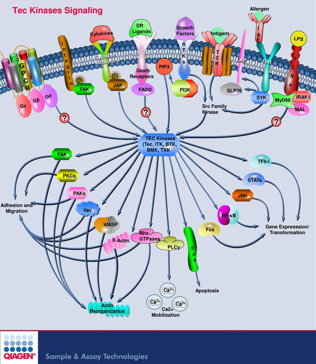 PPT - Tec Kinases Signaling PowerPoint Presentation, Free Download - ID ...