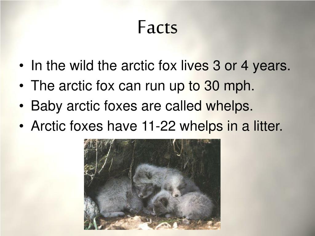 PPT - Arctic Fox PowerPoint Presentation, free download - ID:3299664