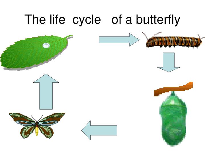 powerpoint presentation life cycle of a butterfly