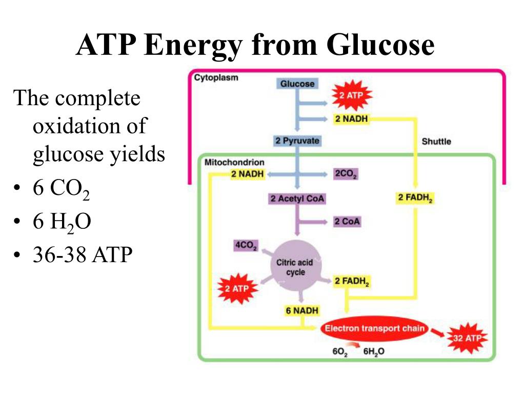 PPT Stages Of Metabolism PowerPoint Presentation Free Download ID ppt-stages-of-metabolism-powerpoint-presentation-free-download-id