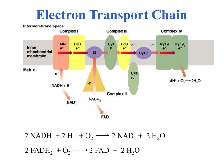 PPT - Stages of Metabolism PowerPoint Presentation - ID:3300482