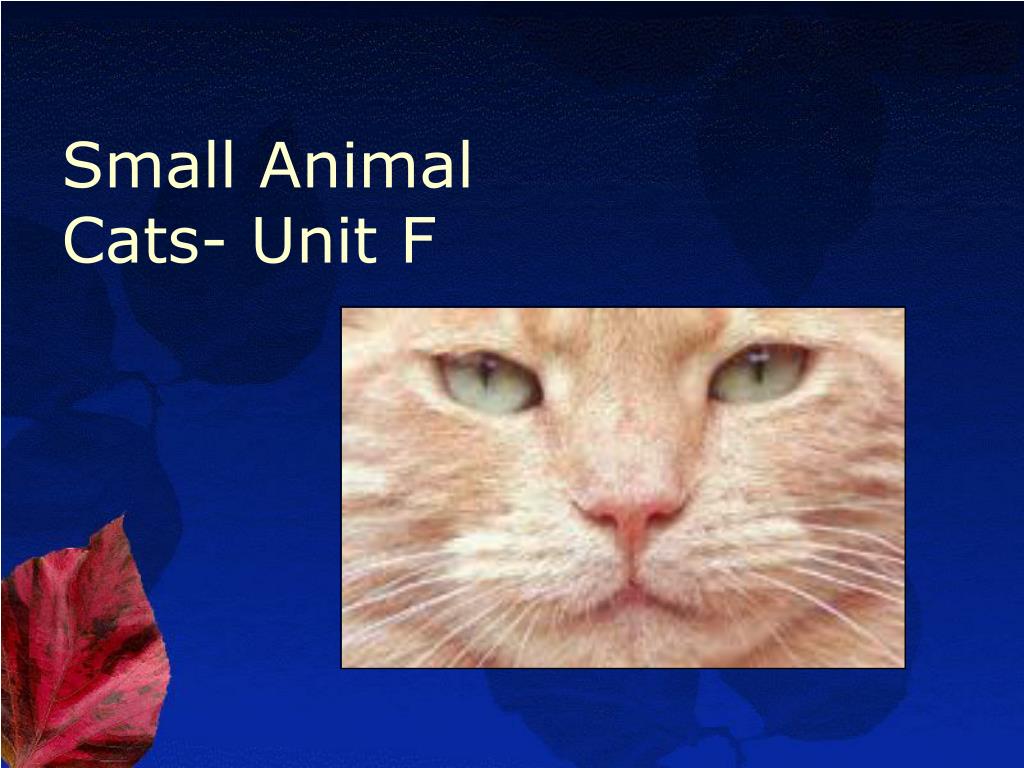 Hamsters as Pets Small Animal Management 130.4(c)4C. - ppt download