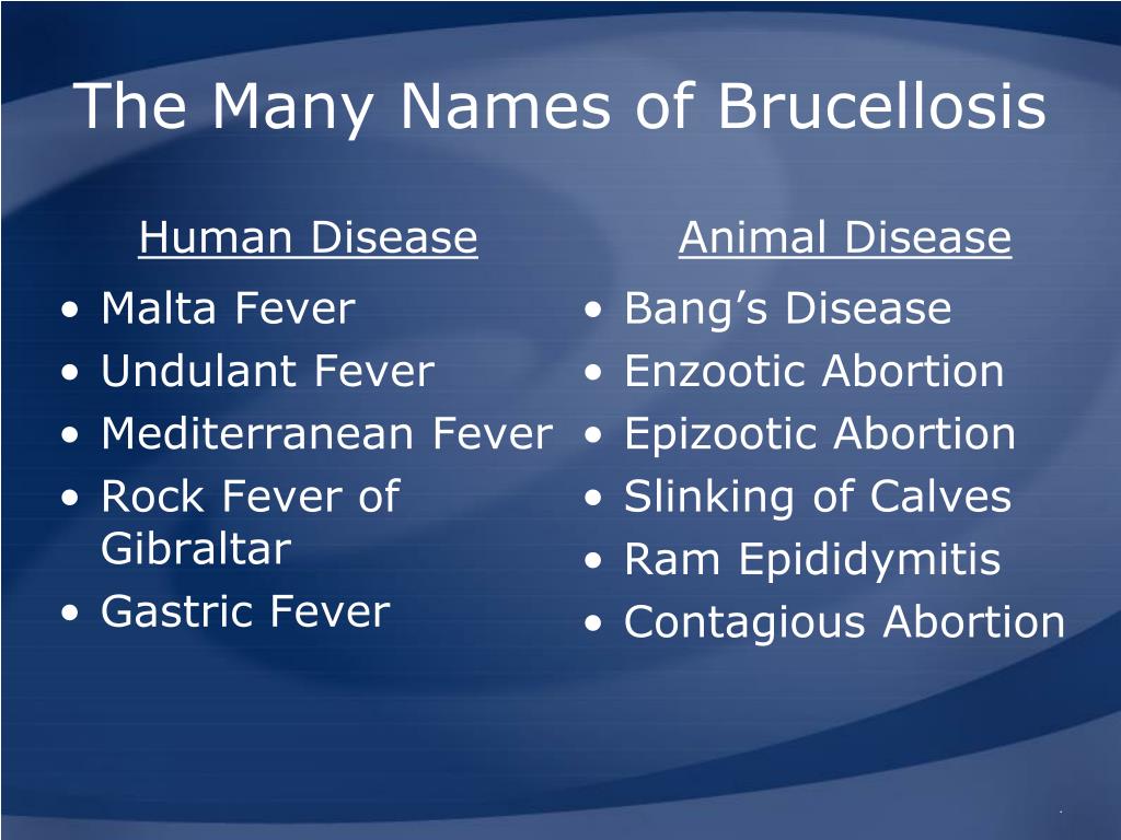 PPT - Brucellosis PowerPoint Presentation, free download - ID:3302031
