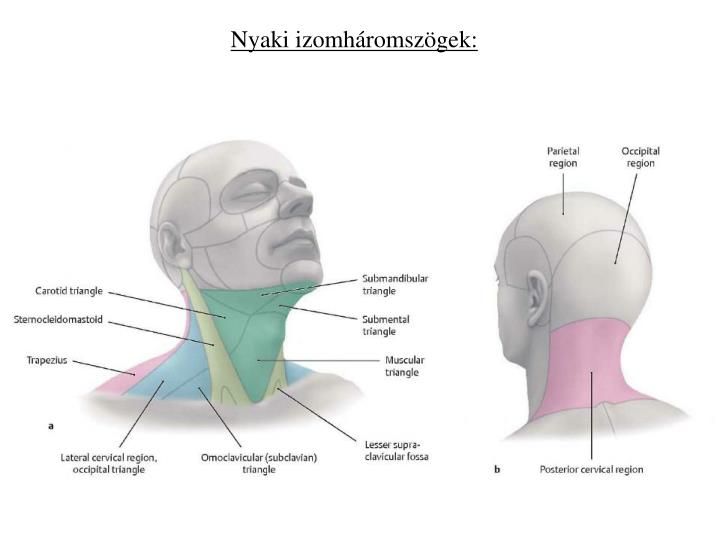 emberi nyak részei magyarul