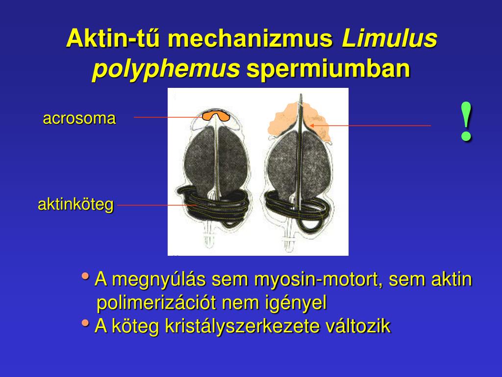 vezikulum