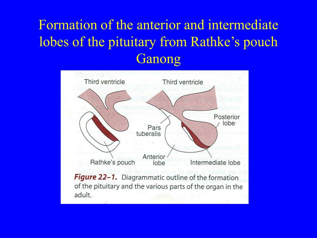 PPT - Endocrine System: Overview, hypothalamus and pituitary PowerPoint