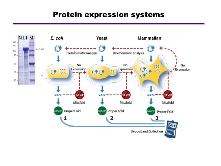 ppt-recombinant-protein-expression-other-alternatives-powerpoint