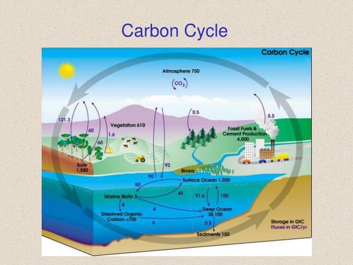 carbon cycle diagram carbon cycle diagram