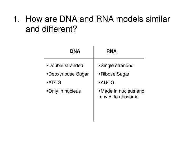 Ppt How Are Dna And Rna Models Similar And Different Powerpoint Presentation Id