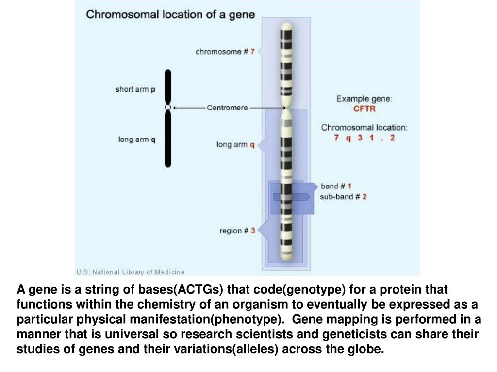 Местоположение генов в хромосоме