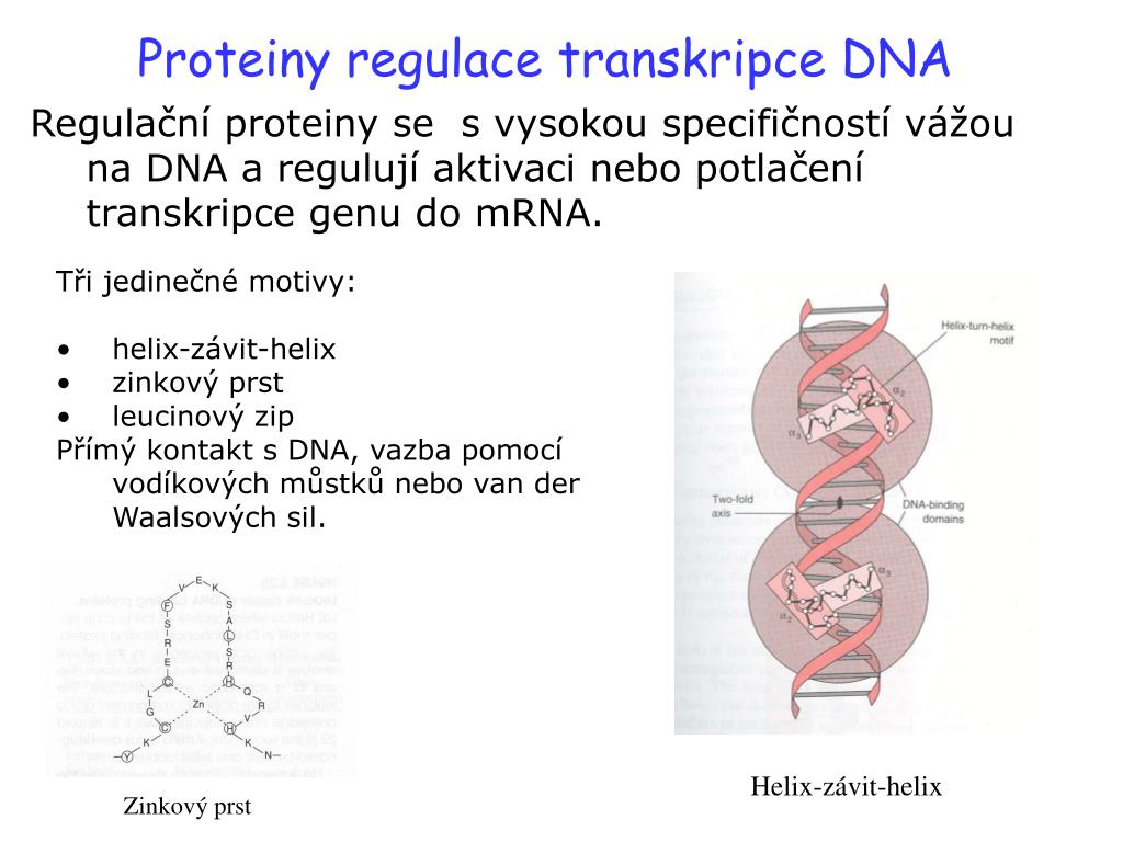 PPT - Dr. Jana Novotná PowerPoint Presentation, free download - ID:3307620