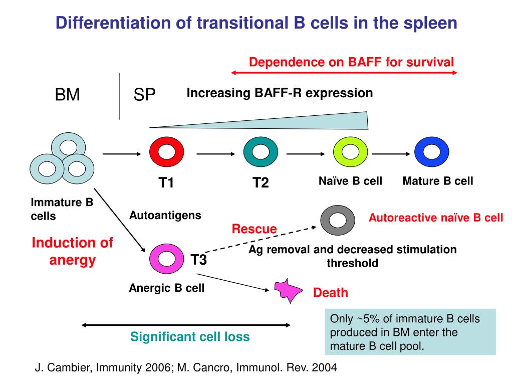 PPT - B Cell Tolerance PowerPoint Presentation, Free Download - ID:3308986