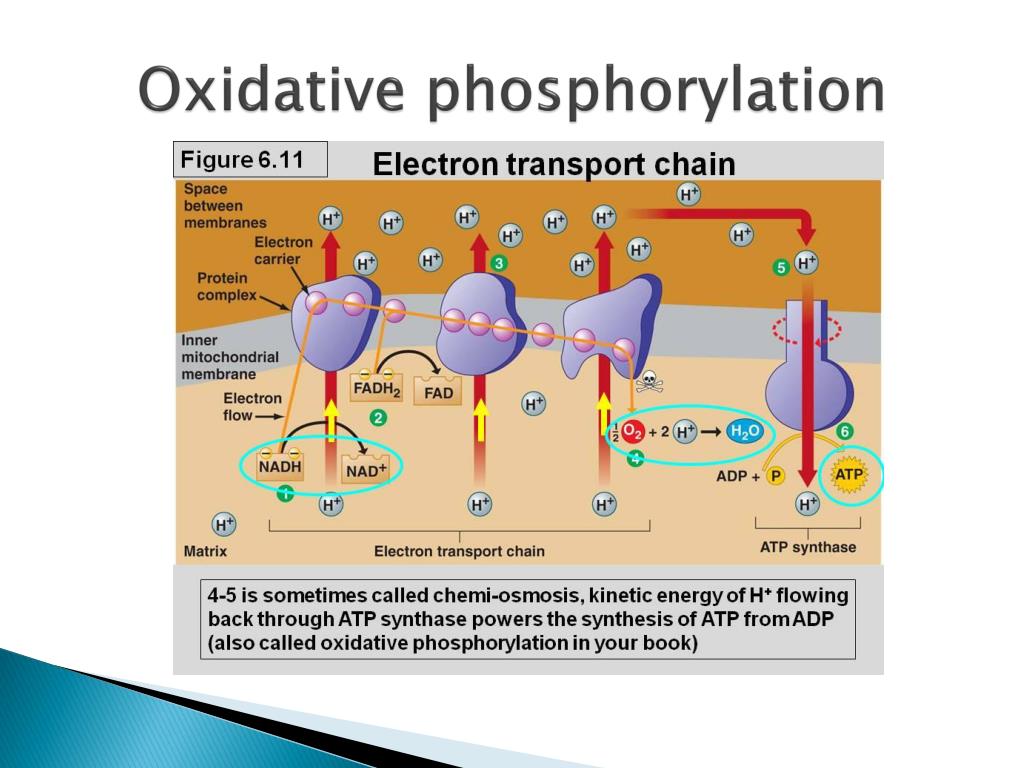 PPT Aerobic Glycolysis & Cancer PowerPoint Presentation, free