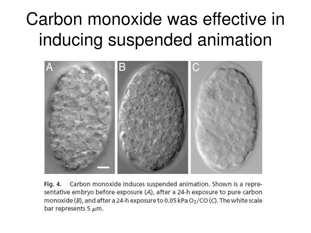 Ppt Suspended Animation Of C Elegans Embryos Using Carbon Monoxide Powerpoint Presentation Id Ppt Suspended Animation Of C Elegans Embryos Using Carbon Monoxide Powerpoint Presentation Id