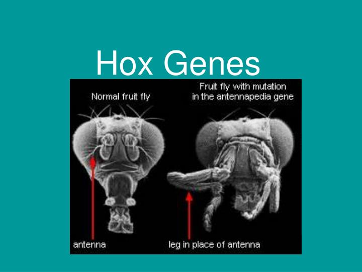 PPT Hox Genes PowerPoint Presentation, free download ID3310767