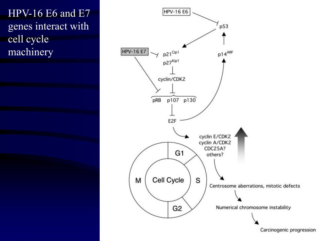 PPT - Molecular Insights into HPV-16 E6 and E7's Role in Cervical ...