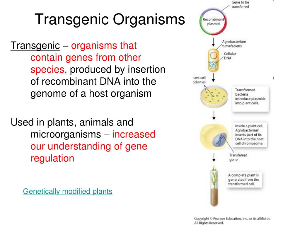 PPT - Chapter 15 - Genetic Engineering PowerPoint Presentation, free download - ID:3311563