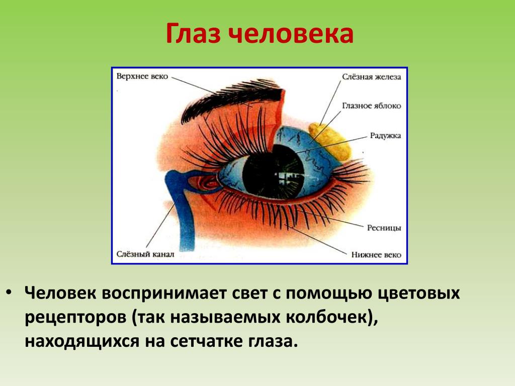 Какие рецепторы глаза воспринимают черно белое изображение