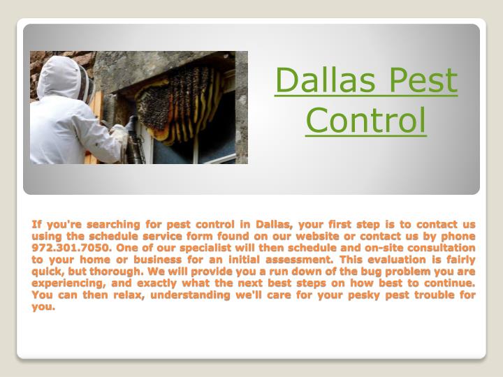 PPT Dallas Termite Treatment PowerPoint Presentation, free download