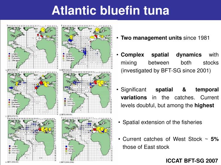 atlantic bluefin tuna n.