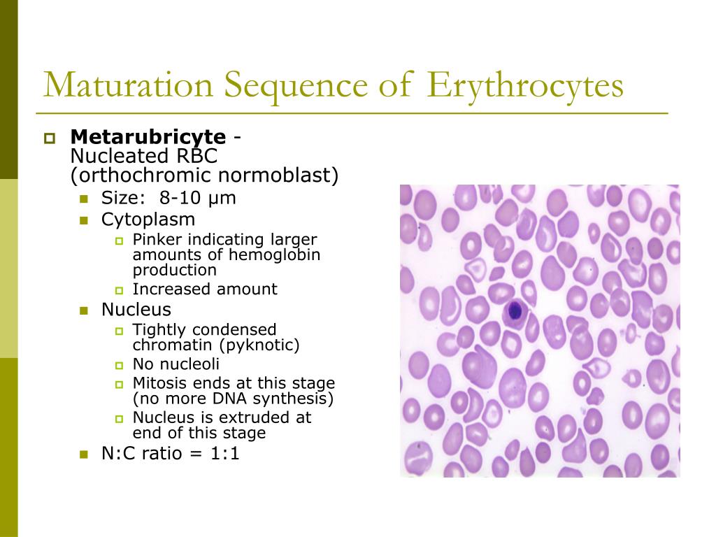 ppt-mlab-1315-hematology-keri-brophy-martinez-powerpoint