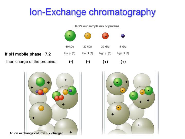 PPT Protein Purification & Crystallization PowerPoint Presentation