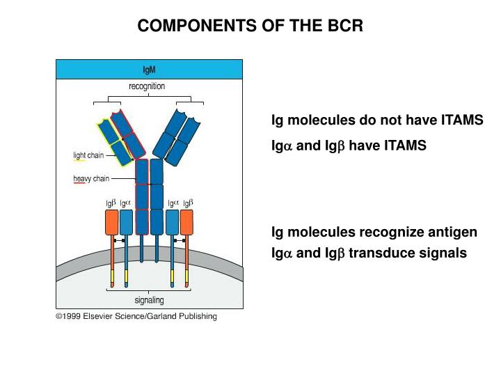 PPT - COMPONENTS OF THE BCR PowerPoint Presentation, free download - ID ...