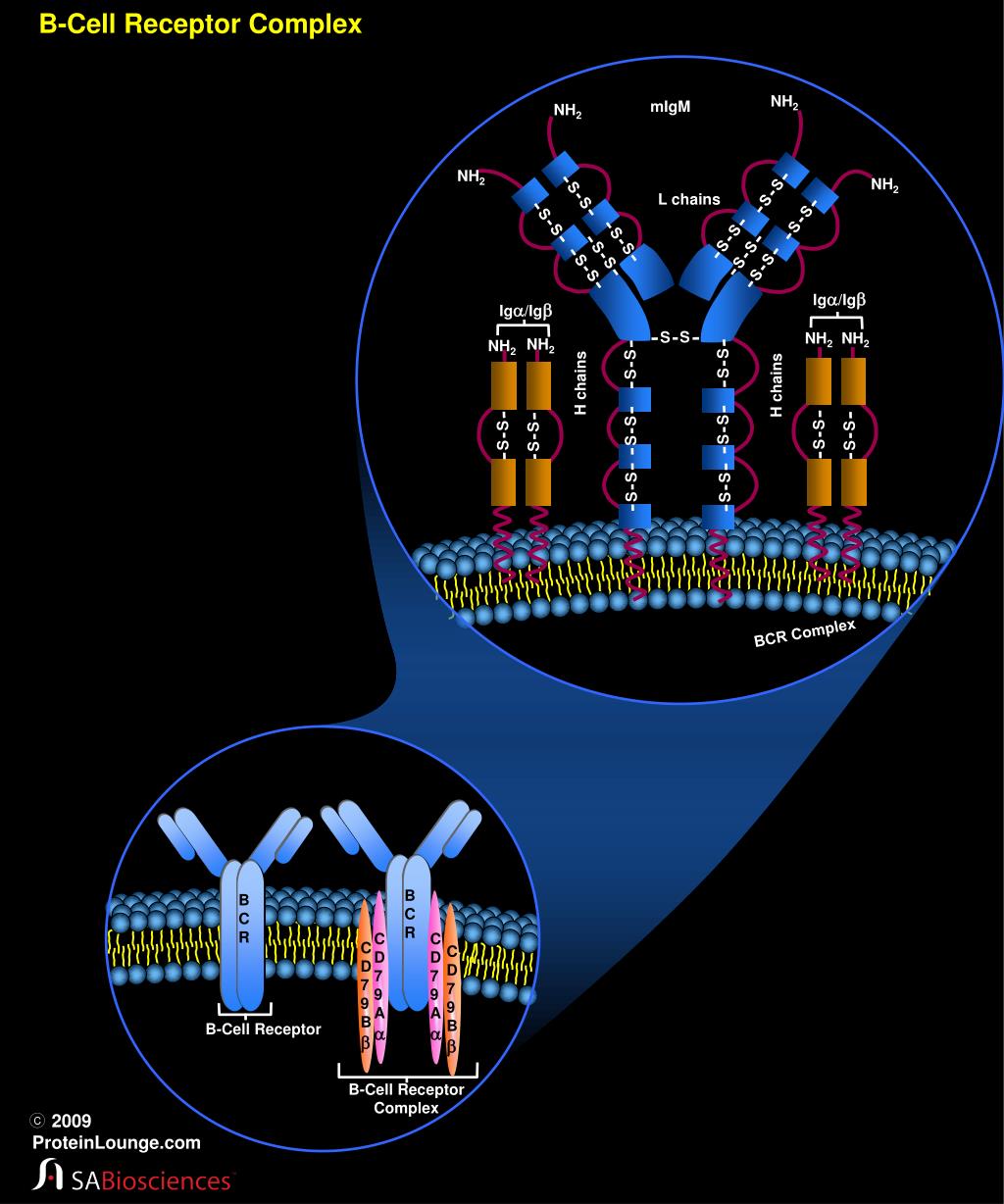 PPT - B-Cell Receptor Complex PowerPoint Presentation, Free Download ...