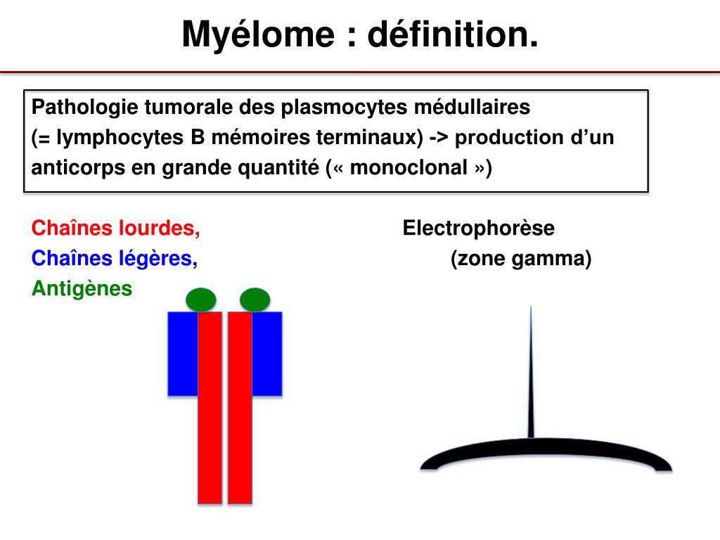 PPT - Le myélome multiple (MM) en quelques mots. PowerPoint Presentation -  ID:3319859