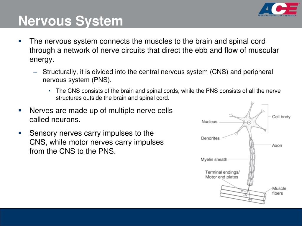 PPT - ACE’s Essentials of Exercise Science for Fitness Professionals ...