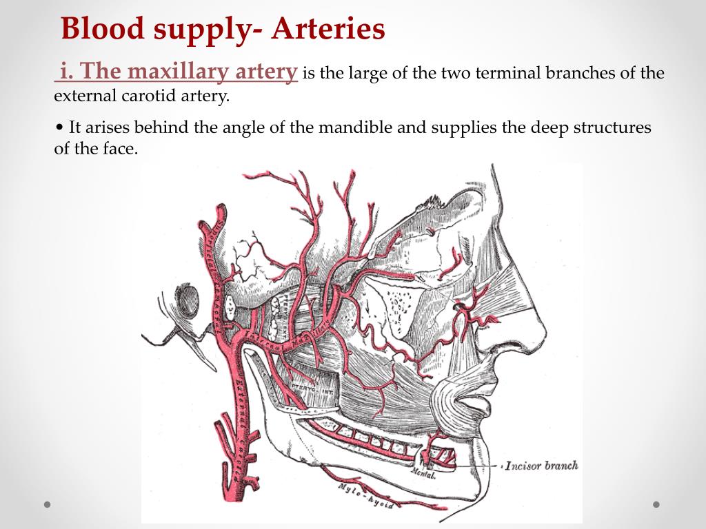 PPT - Meninges, CSF and Blood Supply of the Head and Neck PowerPoint ...