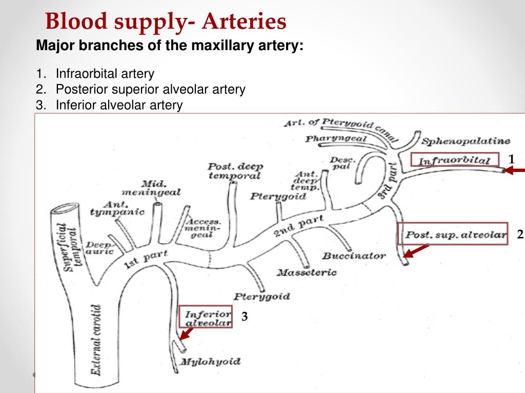 PPT - Meninges, CSF and Blood Supply of the Head and Neck PowerPoint ...