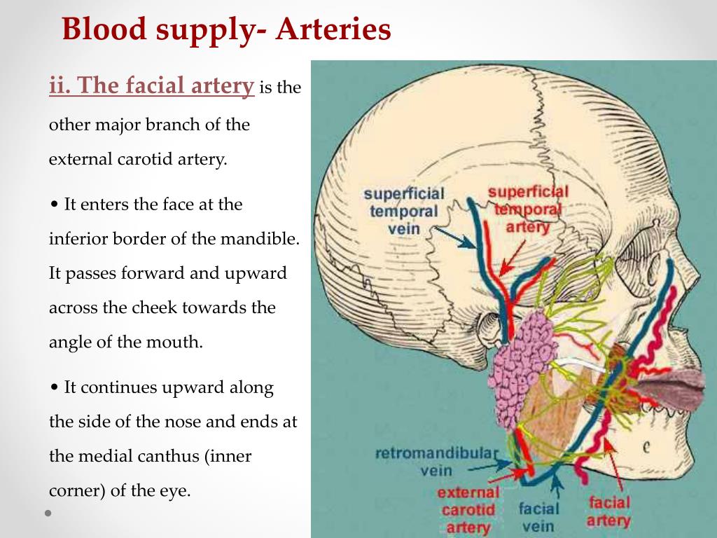 PPT - Meninges, CSF and Blood Supply of the Head and Neck PowerPoint ...