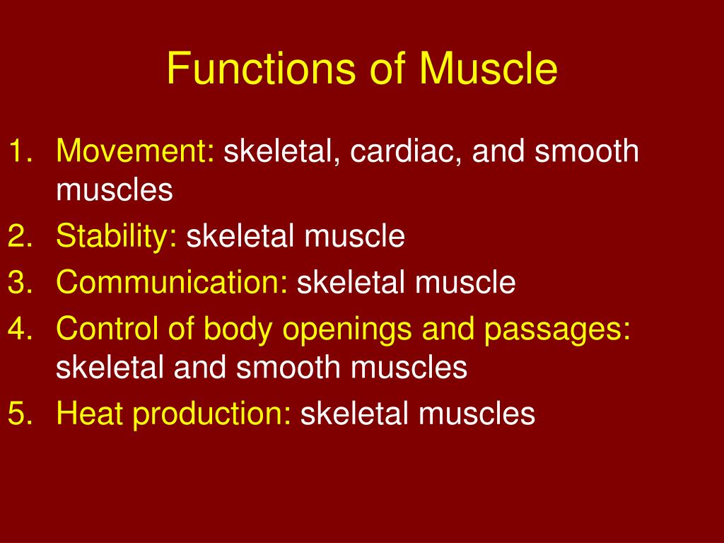 PPT - CHAPTER 10 “ Muscle Tissue” PowerPoint Presentation, free