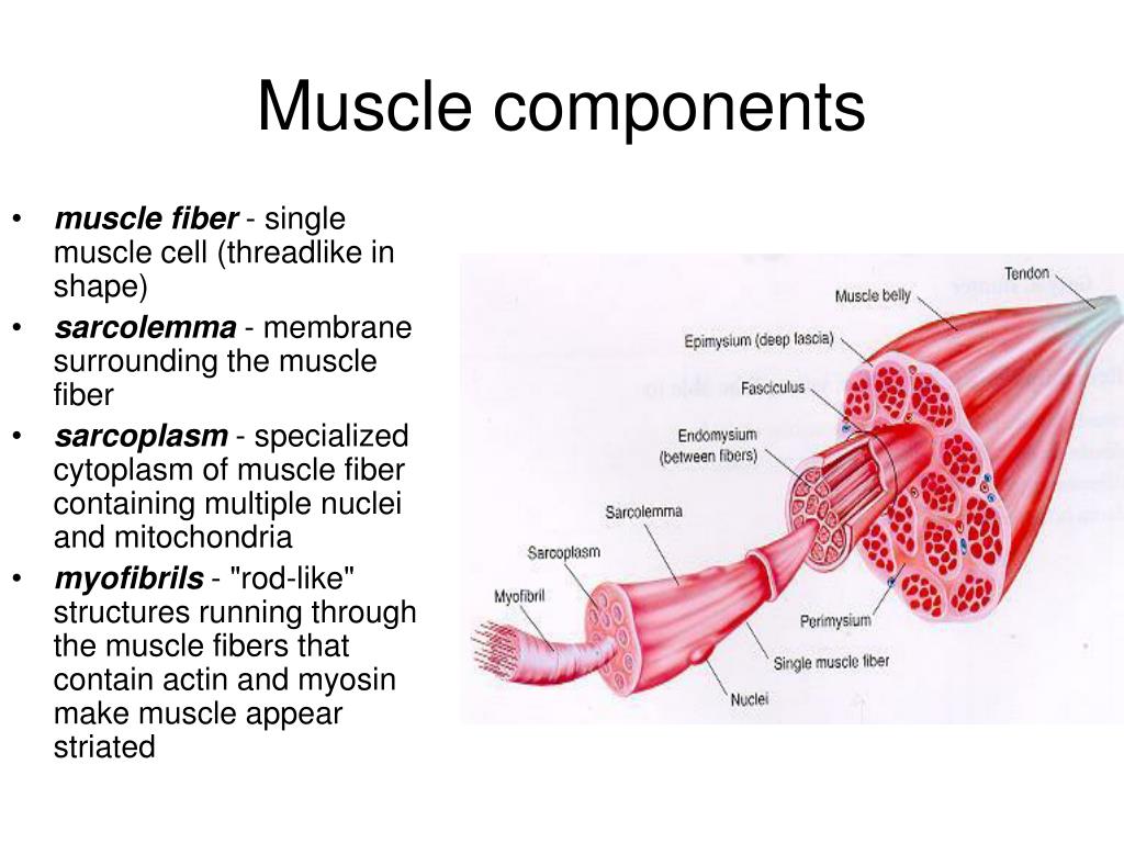 PPT Muscles PowerPoint Presentation, free download ID 3320319