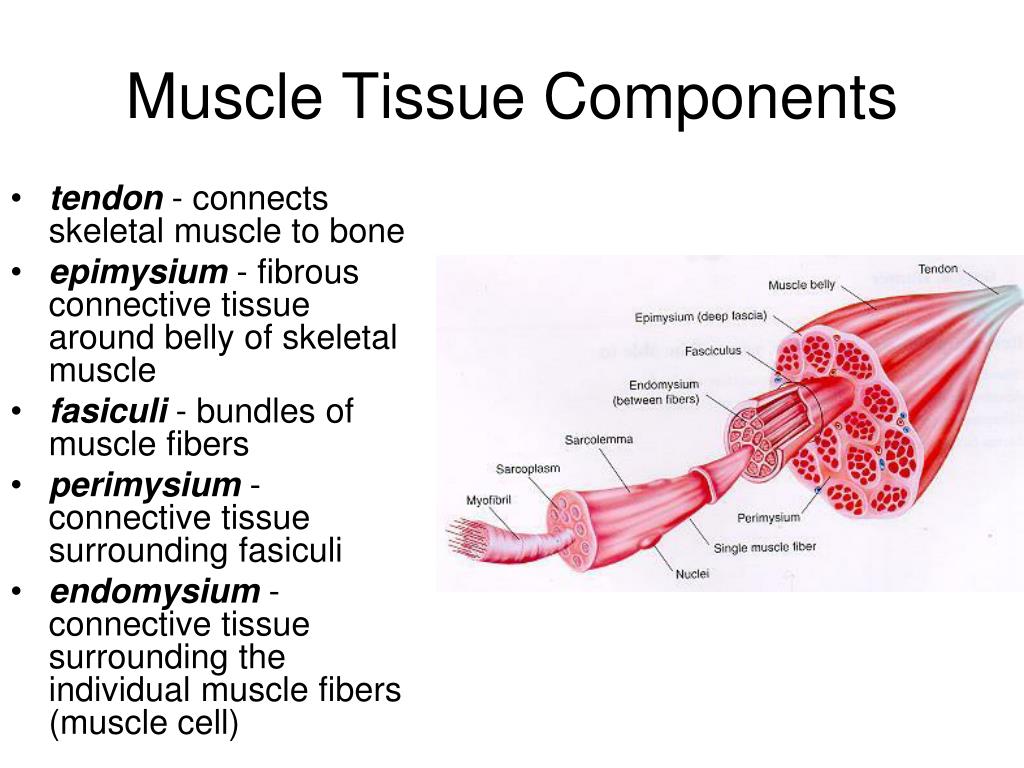 PPT Muscles PowerPoint Presentation, free download ID 3320319