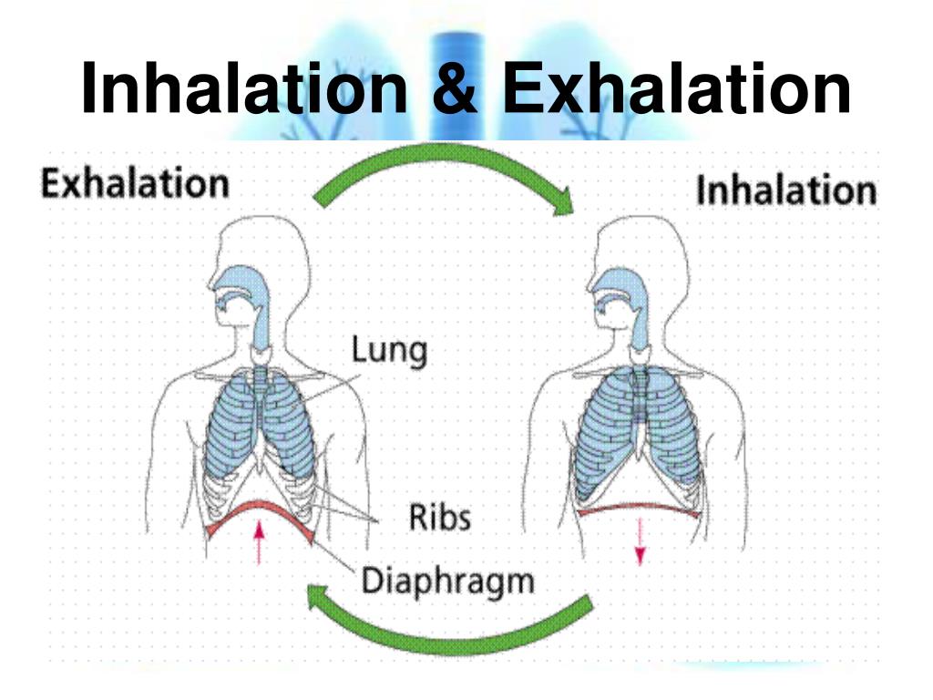 PPT Respiratory System PowerPoint Presentation Free Download ID ppt-respiratory-system-powerpoint-presentation-free-download-id