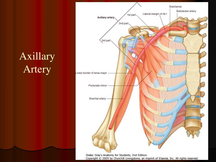 Location Of Axillary Artery