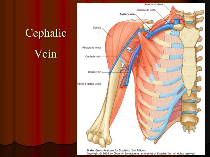 PPT Blood Supply of the Upper Limb PowerPoint Presentation ID3321158