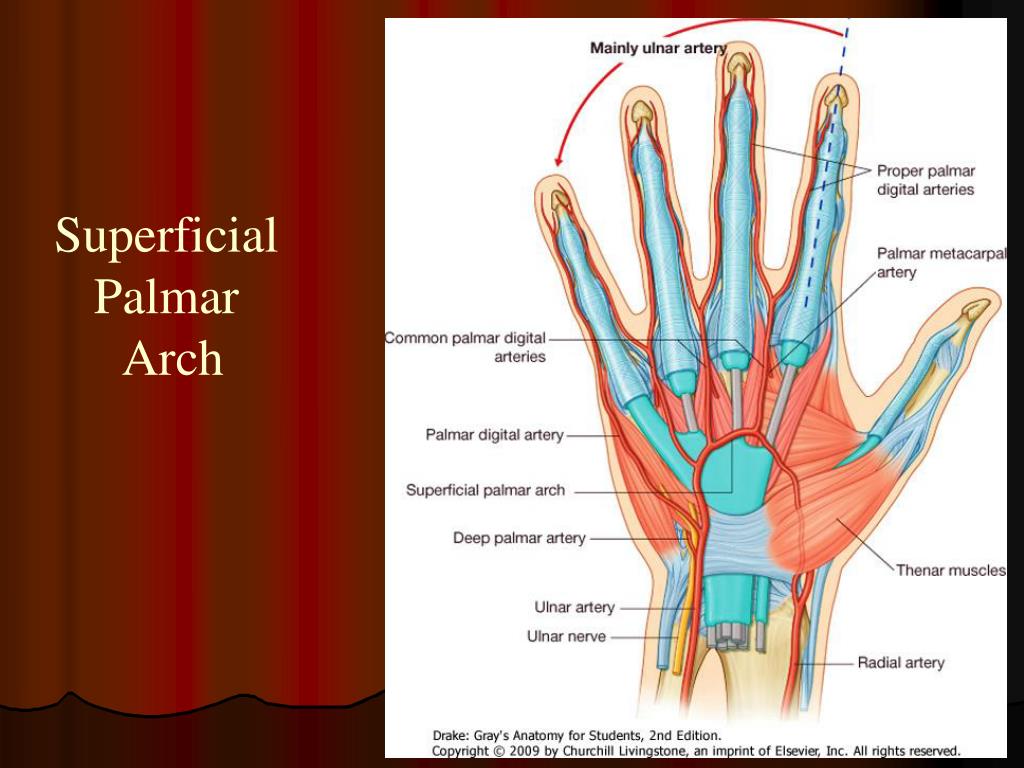 Ppt Blood Supply Of The Upper Limb Powerpoint Presentation Free