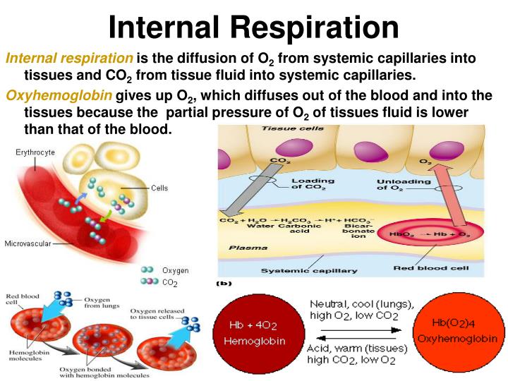 PPT - RESPIRATION Internal vs. external PowerPoint Presentation - ID ...