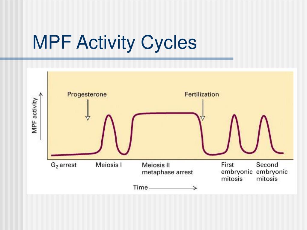 Cell Cycle PowerPoint Presentation free download Biology Diagrams