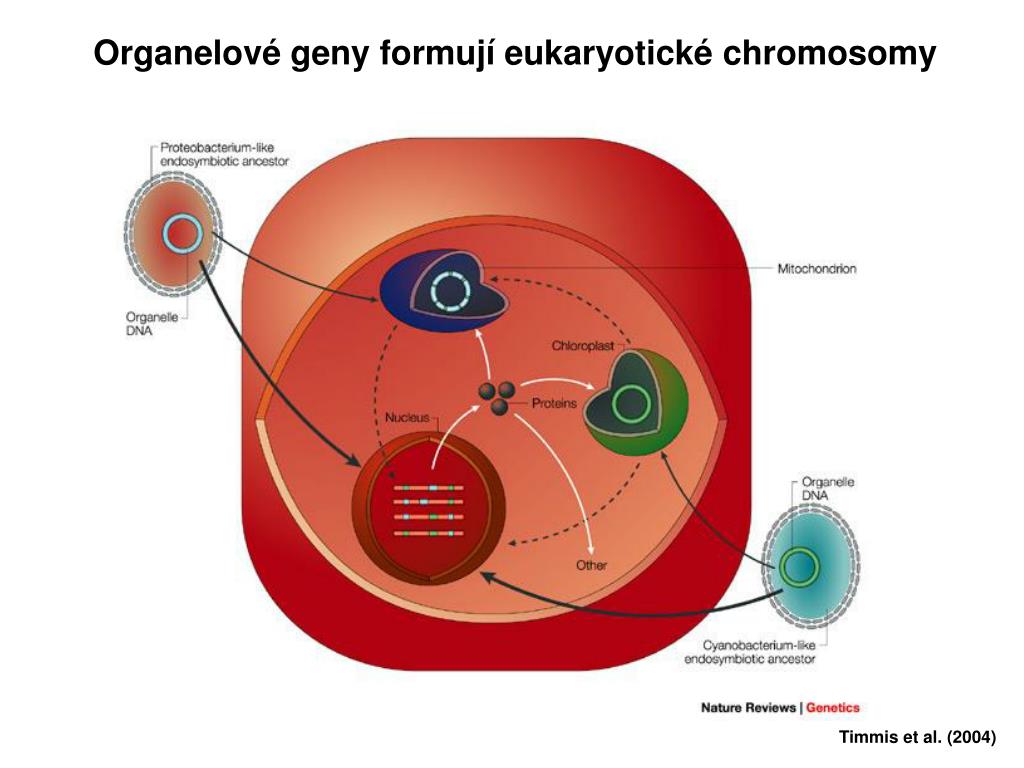 Эукариоты наследственная информация. Строение генома эукариот 10 класс. Структура генома эукариот. Структура генома прокариот и эукариот. ДНК эукариот геном.