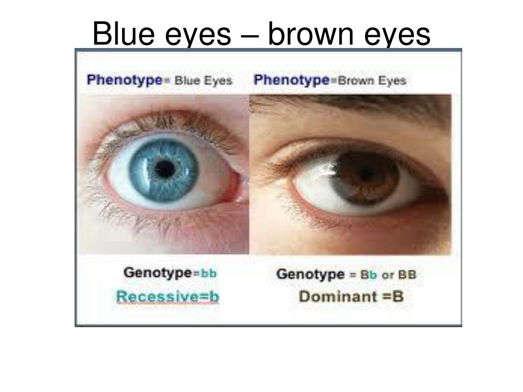 7. The Genetics of Light Blue Eyes and Dark Hair - wide 6