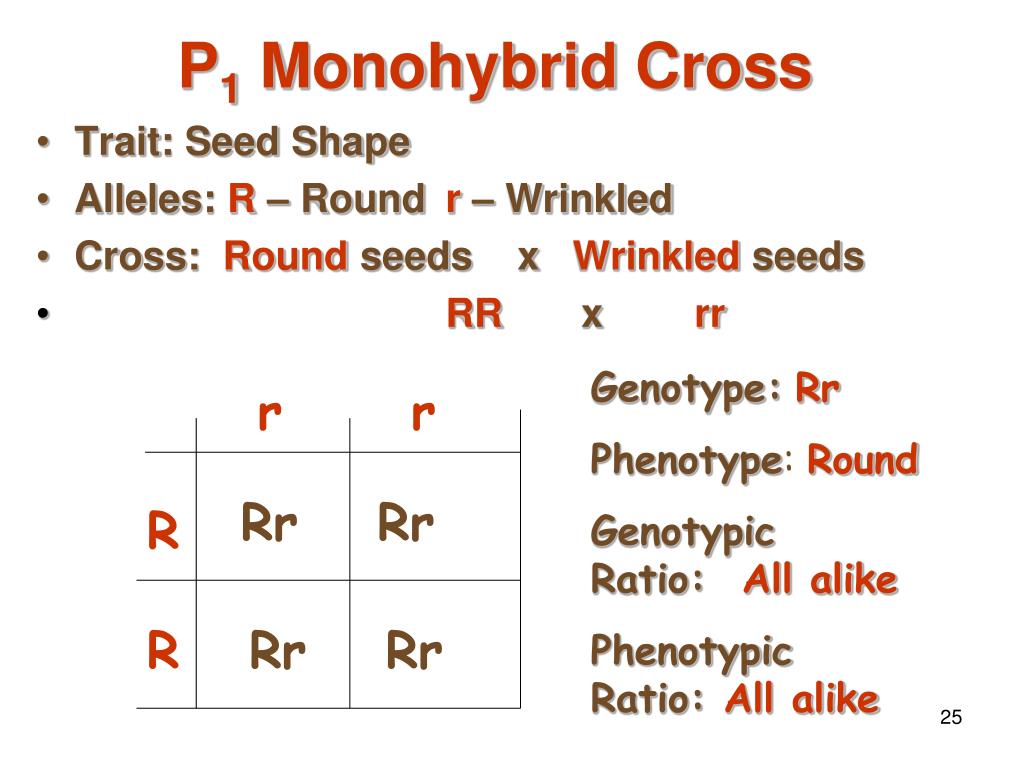 Monohybrid Cross. Monohybrid Cross Worksheet. Monohybrid Crossing Vegetables. RR and RR genotype.
