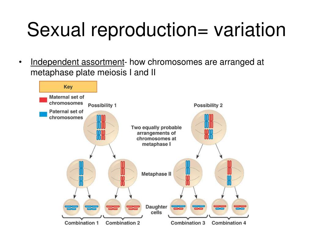 Ppt Chapter 8 Cellular Reproduction And Development Powerpoint Presentation Id3329683 